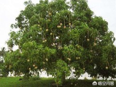 芒果籽可以种出果树吗？